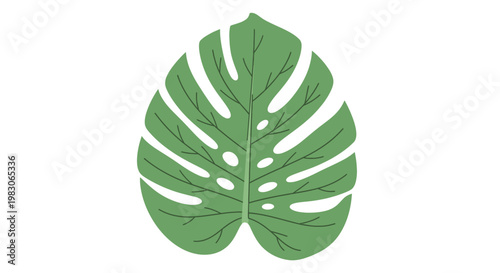 Stylized Monstera Deliciosa Leaf Illustration on White Background
