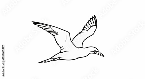 A black and white line drawing of a seabird in flight