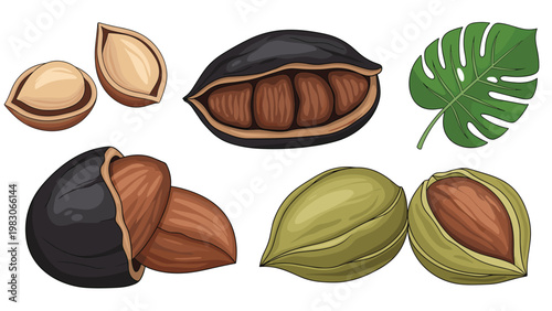 Various types of wild tropical nuts in their natural pods and husks shown alongside a large green jungle leaf on a clean white background.