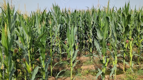 Field of green corn plants maize video