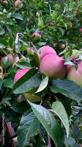 juicy ripe apples on a green branch swaying in the wind