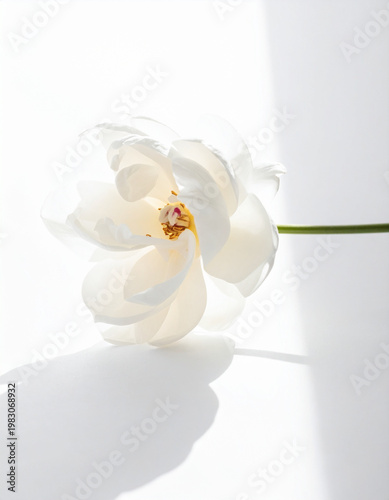 white flower in vase