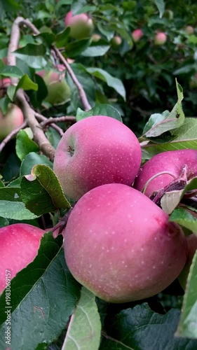 juicy ripe apples on a green branch swaying in the wind