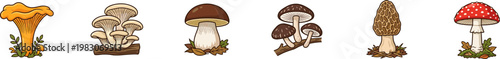 Vector set of assorted edible and wild mushroom varieties.