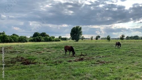 horses grazing in a paddock on a meadow fenced with a fence green background blue sky