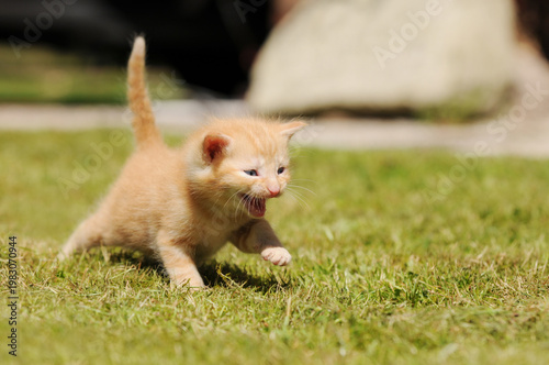 cute Red kitten running across green grass in garden, playful young cat in motion