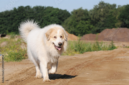 Great Pyrenees dog running on  natural landscape, active livestock guardian dog outdoors.