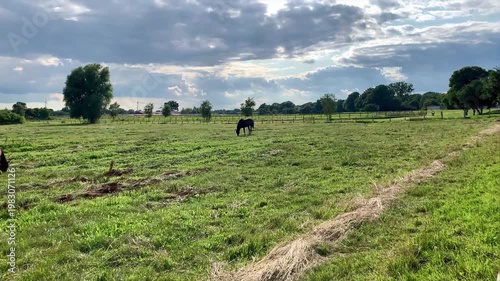 horses grazing on green meadow in paddock fenced sunny summer day