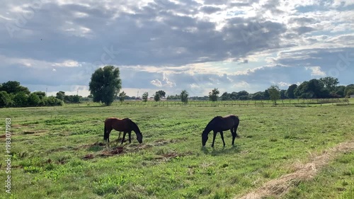 horses grazing on green meadow in paddock fenced sunny summer day