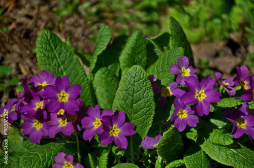 A small group of purple  primrose or Primula vulgaris in the garden, Sofia, Bulgaria