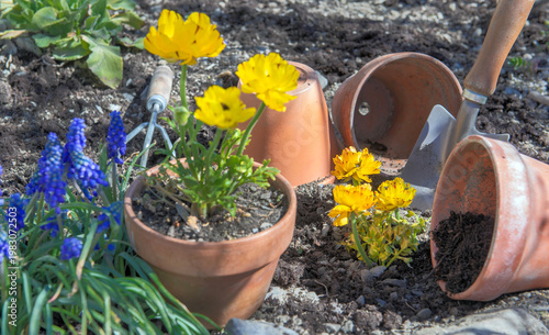 blue muscaris flowers blooming and yellow buttercup potted  with gardening to...