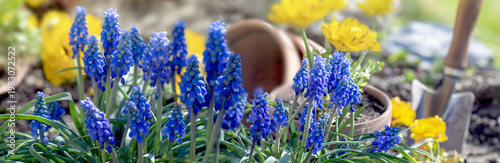 blue muscaris flowers blooming in foreground and yellow flowers background wi...