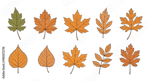 Collection of various autumn leaves.