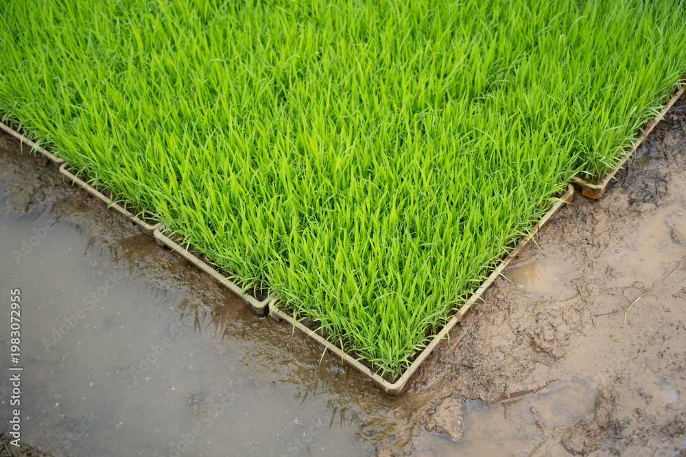 Fototapeta premium Green rice seedlings neatly arranged in nursery trays on muddy paddy field