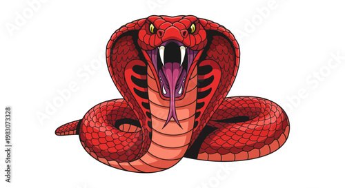 Aggressive Red Cobra Snake with Open Mouth and Fangs, Isolated on White Background