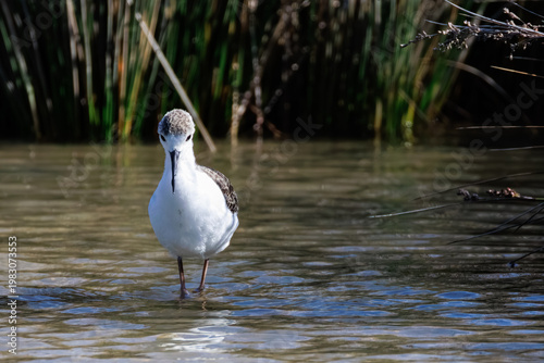 Juvenile pied stilt (Himantopus leucocephalus) standing in shallow water, New Zealand wetland