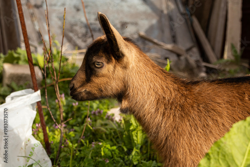 Young brown goat in profile standing outdoors in a rural garden, surrounded by green plants and wooden elements, captured in warm sunlight highlighting its fur texture