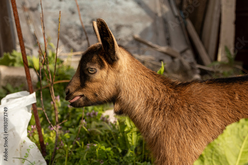 Close up of a young brown goat sticking out its tongue while standing in a rustic garden, captured in warm sunlight with green plants and wooden elements in background