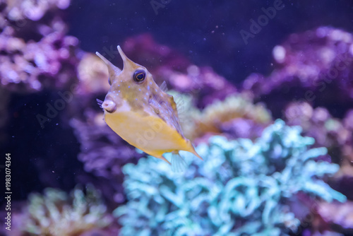 Ein Koffer Fisch im Aquarium, Meerwasser.