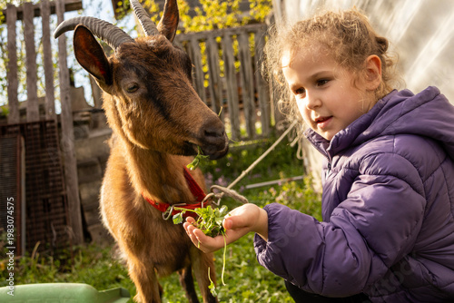 Child offering fresh leaves to a goat in a rural farm setting, highlighting a tender human animal connection with natural light and warm countryside atmosphere.