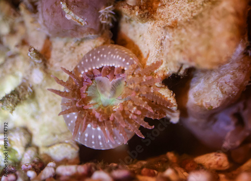 Fotografie Eine Sandanemone im Meerwasser.