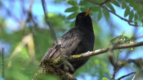 Beautiful Blackbird Singing on a Tree Branch - Pure Nature Sounds.