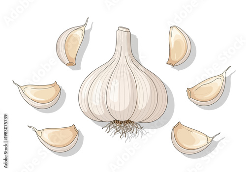 An illustration of a whole garlic bulb surrounded by six cloves on a white background