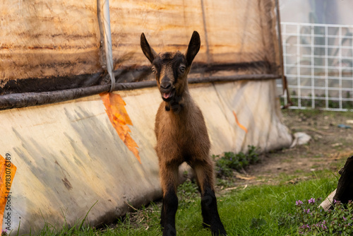 Young goat standing upright in a farmyard near a rustic building with tongue slightly sticking out, captured in natural light with detailed fur texture and playful expression.