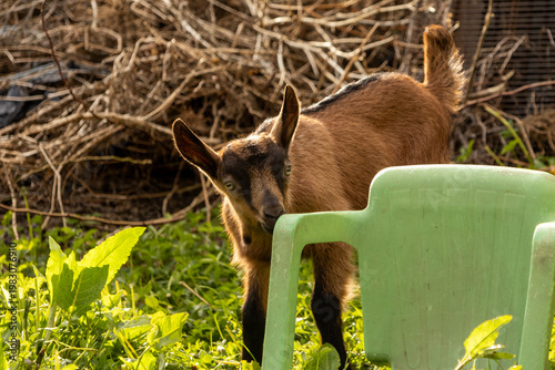 Goat partially hidden behind a green plastic chair while exploring a farmyard area, showing natural curiosity in a rustic environment with hay and wooden textures.