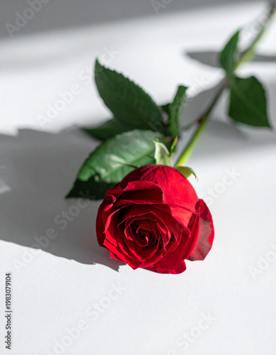 single red rose