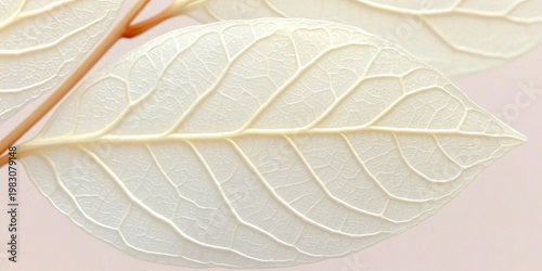 Transcendent Beauty of Pristine White Leaves A Close-Up Revealing Delicate Textures and Serenity