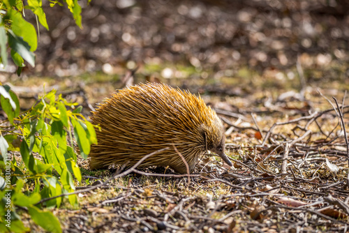 An echidna searches for food on the forest floor of Kangaroo Island, surrounded by natural vegetation and tranquility.