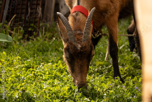 Brown goat grazing fresh green grass in a rustic farm setting, head lowered while feeding naturally outdoors, captured in warm daylight with detailed fur texture and calm rural atmosphere.