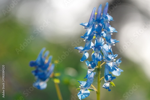 エゾエンゴサクの花