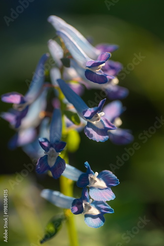 エゾエンゴサクの花