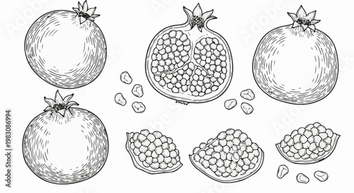 Hand-drawn pomegranate illustrations, whole, halved, and sectioned, with seeds scattered