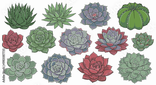 Collection of diverse succulent plant illustrations in various colors and shapes