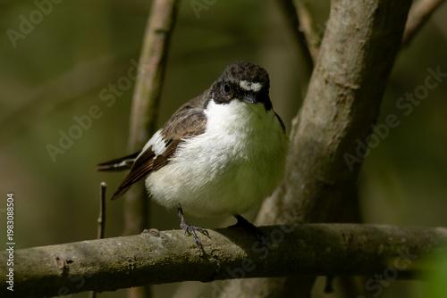Pied flycatcher (Ficedula hypoleuca), male
