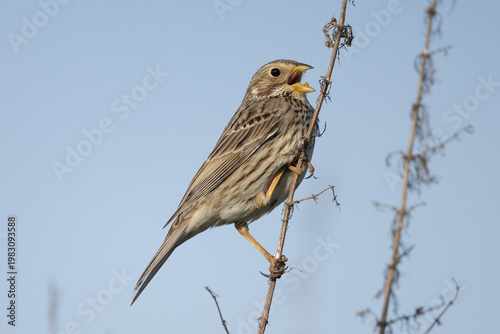 Corn bunting (Emberiza calandra), singing male