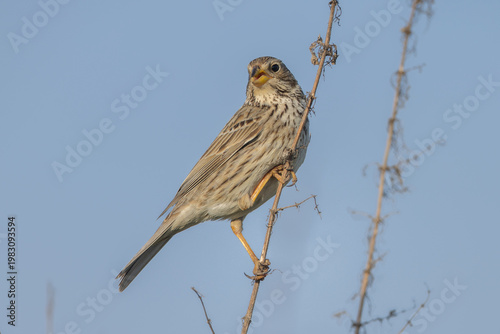 Corn bunting (Emberiza calandra), singing male