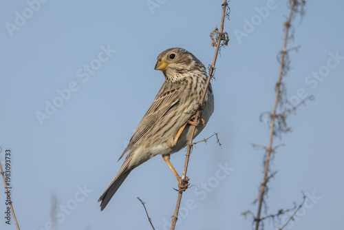Corn bunting (Emberiza calandra), singing male