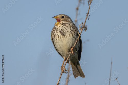 Corn bunting (Emberiza calandra), singing male