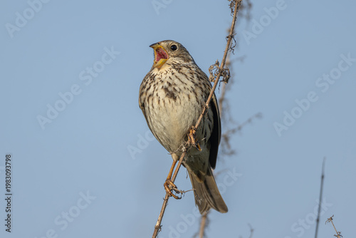 Corn bunting (Emberiza calandra), singing male