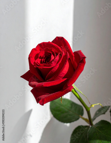 red rose on a white background