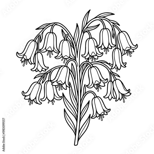 Campanula bluebell blooming cluster detailed botanical engraving style floral illustration for print and decor