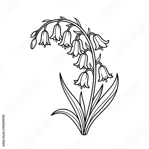 Campanula bluebell single stem botanical line drawing minimal wildflower illustration for coloring page design