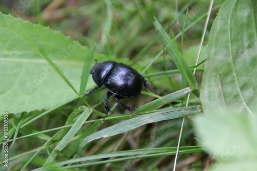 Gemeiner Mistkäfer