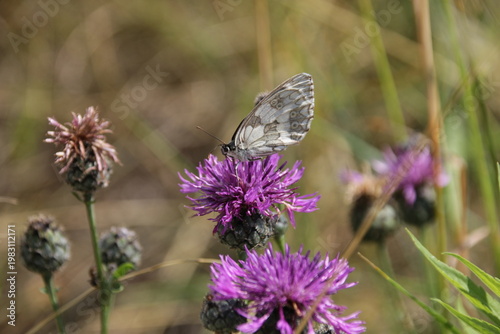 Schachbrettfalter auf Skabiosen-Flockenblume
