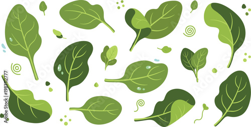 Fresh spinach leaves collection with green leafy vegetable elements, organic salad ingredient vector illustration set for healthy food and cooking design