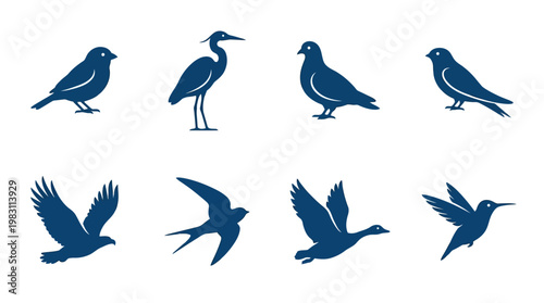 Collection of various bird species flying.